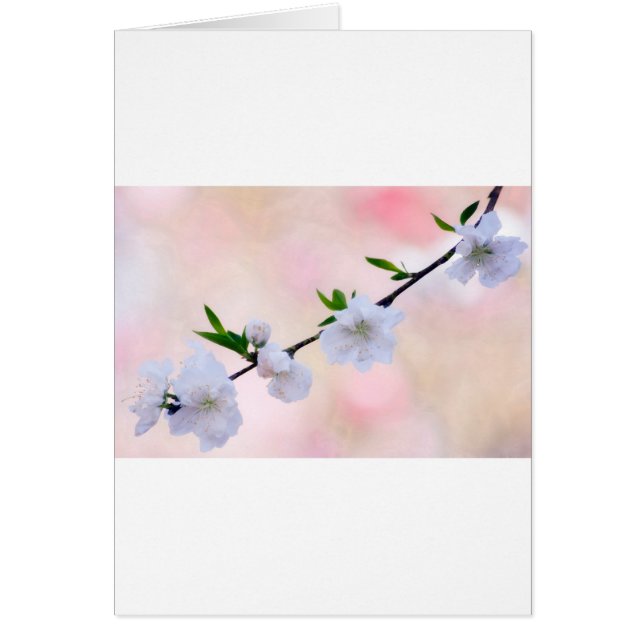 Flor del melocotón (Frente)