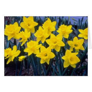 flor del 'Rey Alfred', trompeta amarilla Narcisi