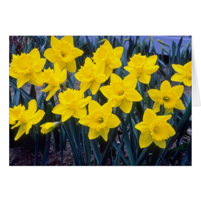 flor del 'Rey Alfred', trompeta amarilla Narcisi (Anverso (Horizontal))