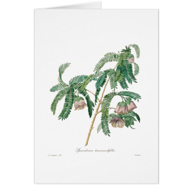 Flor del tamarindo (Frente)