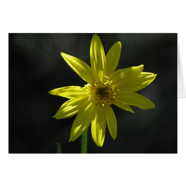 Flor delgada (Anverso (Horizontal))