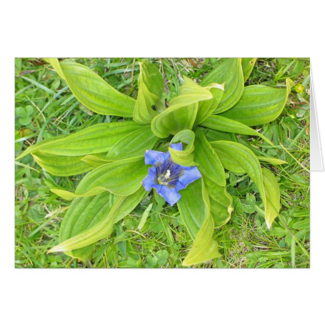 Flor desconocida, Alpe di Siusi, Italia (Anverso (Horizontal))