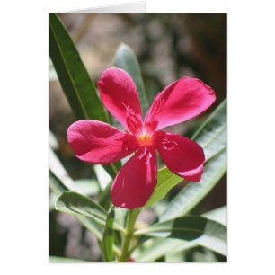 Flor desconocida, Death Valley