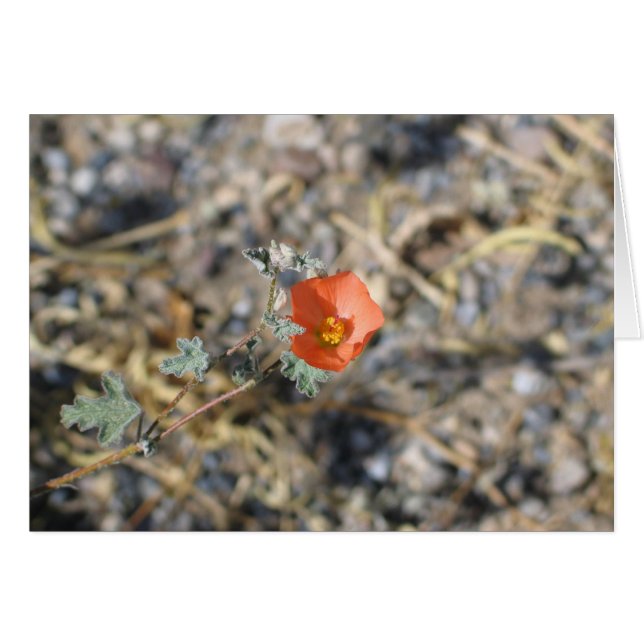 Flor desconocida, Parque Nacional del Valle de la  (Anverso (Horizontal))