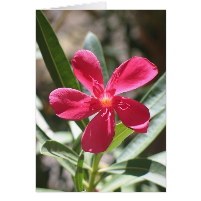 Flor desconocida, Valle de la Muerte (Frente)