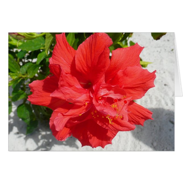Flor doble roja hibiscus (Anverso (Horizontal))