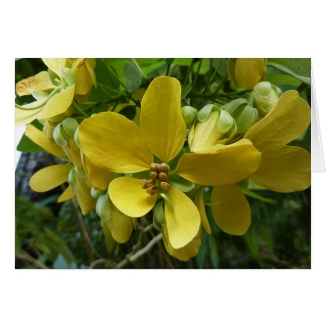 Flor dorada de árbol tropical amarillo (Anverso (Horizontal))