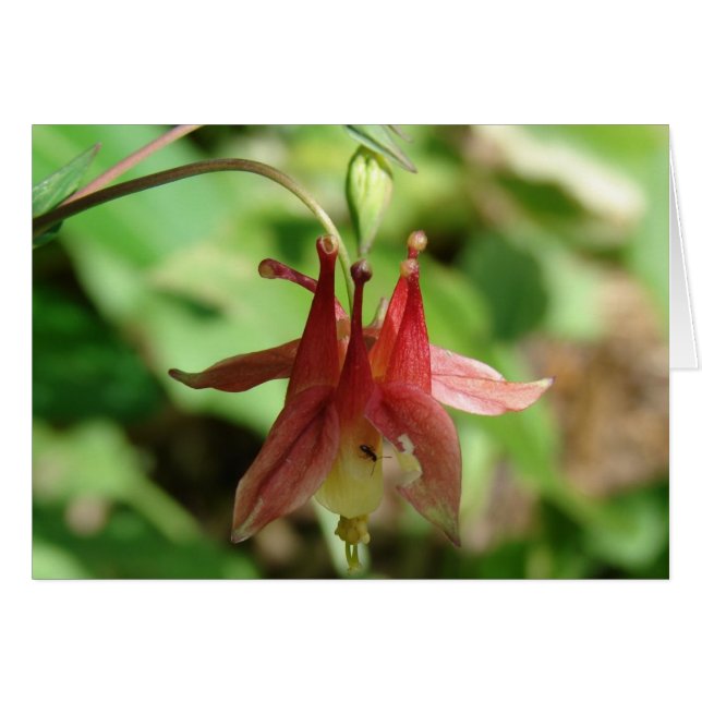 Flor e insecto de Columbine (Anverso (Horizontal))