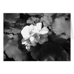 Flor en blanco y negro
