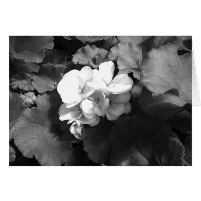 Flor en blanco y negro (Anverso (Horizontal))
