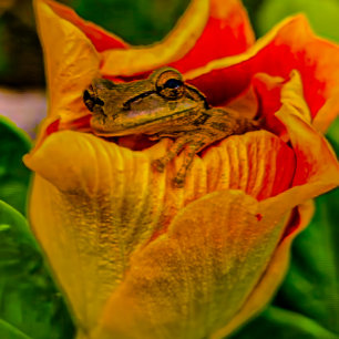 “Flor en capullo” — Impresión artística de rana de