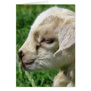 Flor en el niño de cabra