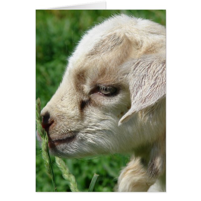 Flor en el niño de cabra (Frente)