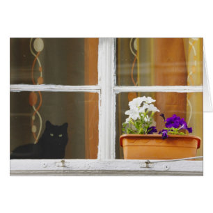 Flor en la ventana, Sighisoara, Rumania