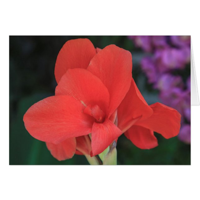 Flor en los jardines del D. Carlos I (Anverso (Horizontal))