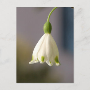 Flor en una postal de vestimenta