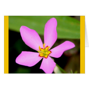 Flor enrrollada rosada