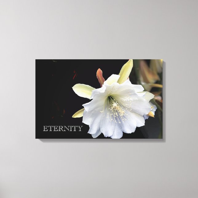 Flor epífila eternaria dramática en lienzo (Anverso)