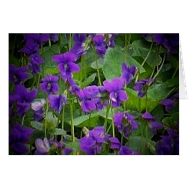 Flor Estatal de Wisconsin: Tarjeta Violeta de Made (Anverso (Horizontal))