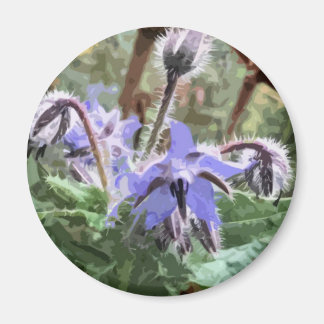 Flor Estrella de Borage azul en un imán de cocina