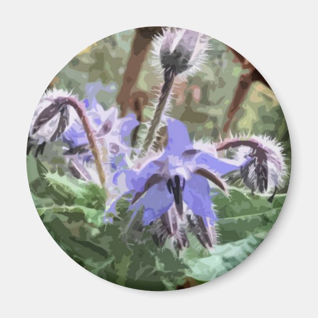 Flor Estrella de Borage azul en un imán de cocina (Frente)