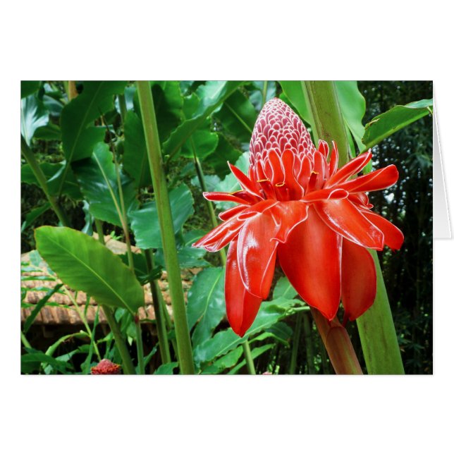 Flor exótica de Rosa de Caribe rojo (Anverso (Horizontal))