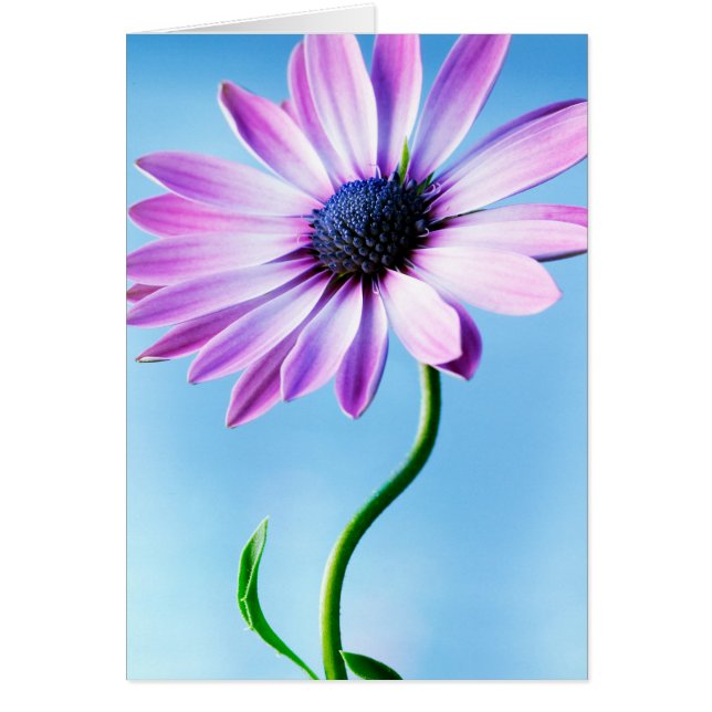 Flor floral de margarita morada y azul (Frente)