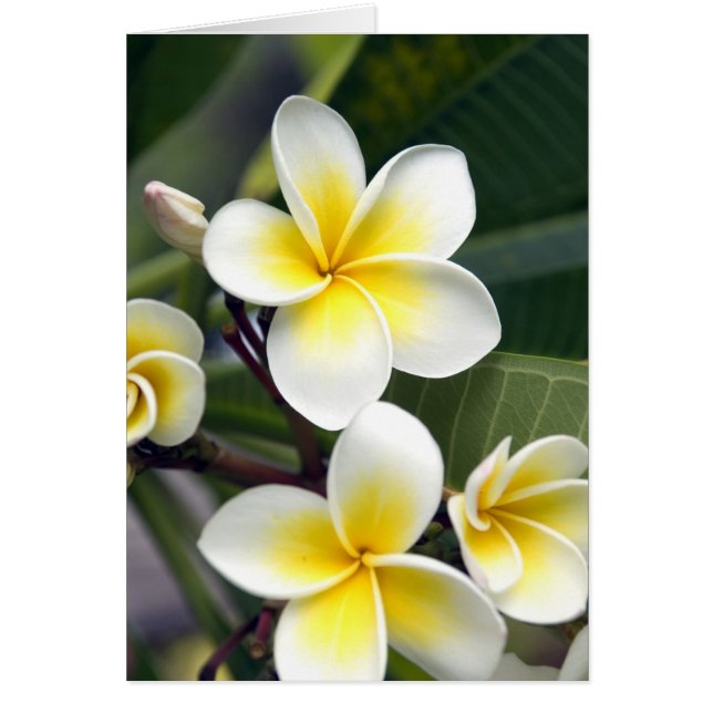 Flor frangipani Islas Cook (Frente)
