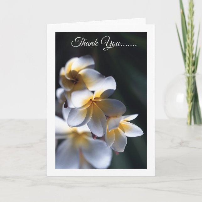 Flor frangipani tarjeta de agradecimiento (Anverso)