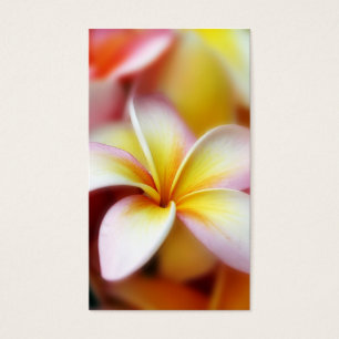 Flor Hawái del Plumeria Frangipani blanco