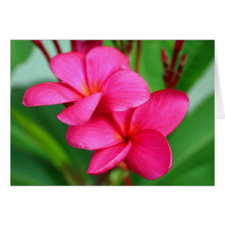 Flor hawaiana rosa Plumeria Frangipani