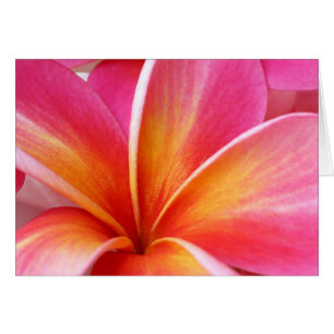 Flor hawaiana rosa Plumeria Frangipani