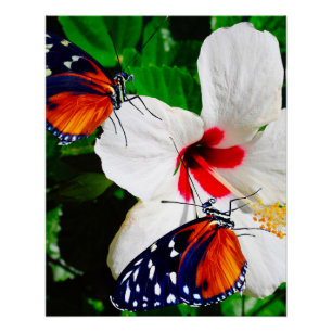 Flor hibiscus con Poster Glossy de larga duración