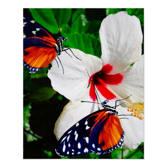 Flor hibiscus con Poster Glossy de larga duración  (Anverso)