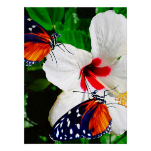 Flor hibiscus con Poster Glossy de larga duración
