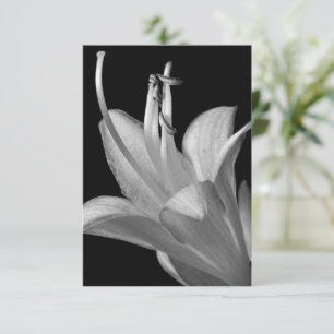 Flor Hosta Negro, Blanco Elegante Fotografía De Ma