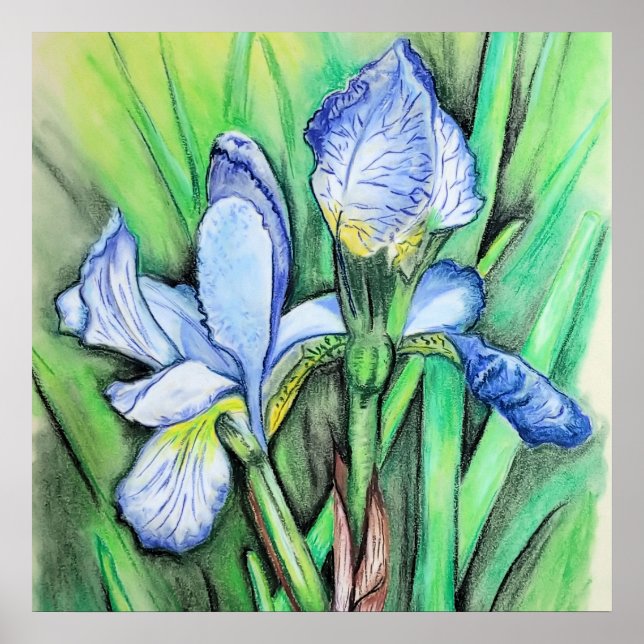 Flor Iris Azul Flor Original Arte Dibujo Flor (Frente)