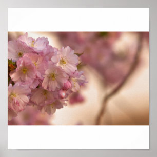 flor japonesa de kirsch póster