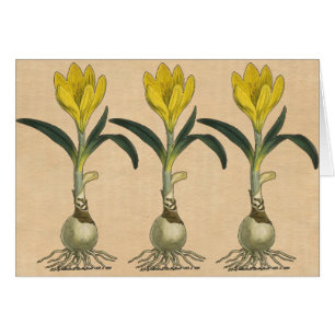 Flor Jardín Botánico Amaryllis Tulip