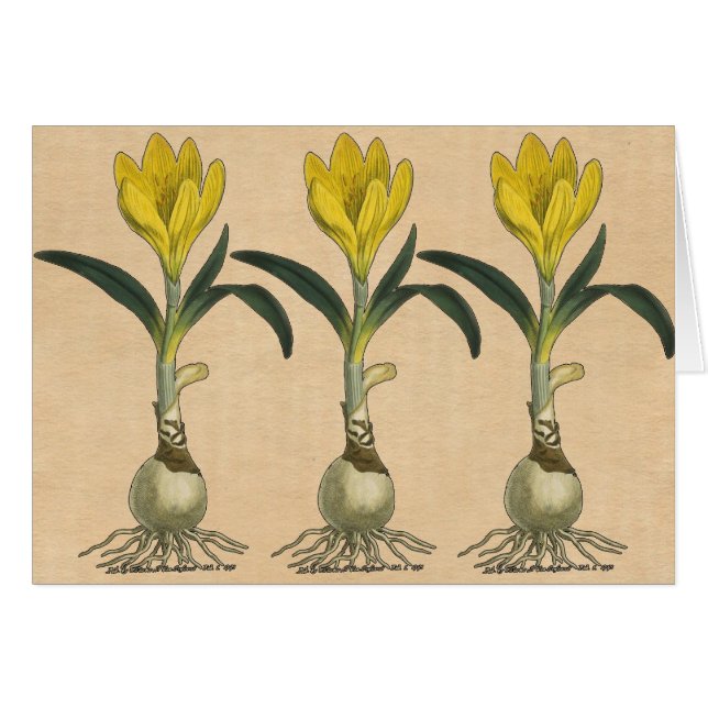 Flor Jardín Botánico Amaryllis Tulip (Anverso (Horizontal))