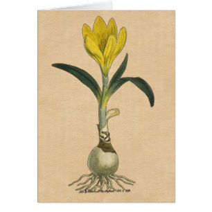 Flor Jardín Botánico Amaryllis Tulip