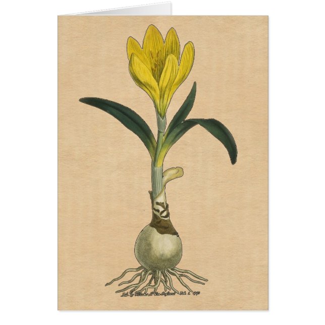 Flor Jardín Botánico Amaryllis Tulip (Frente)