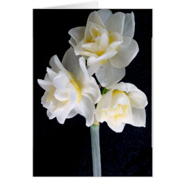 Flor Jonquil - Ecclesiastes 3:1