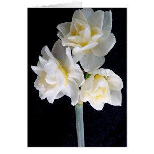 Flor Jonquil - Ecclesiastes 3:1