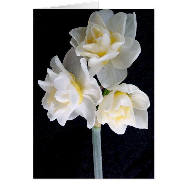 Flor Jonquil - Ecclesiastes 3:1 (Frente)