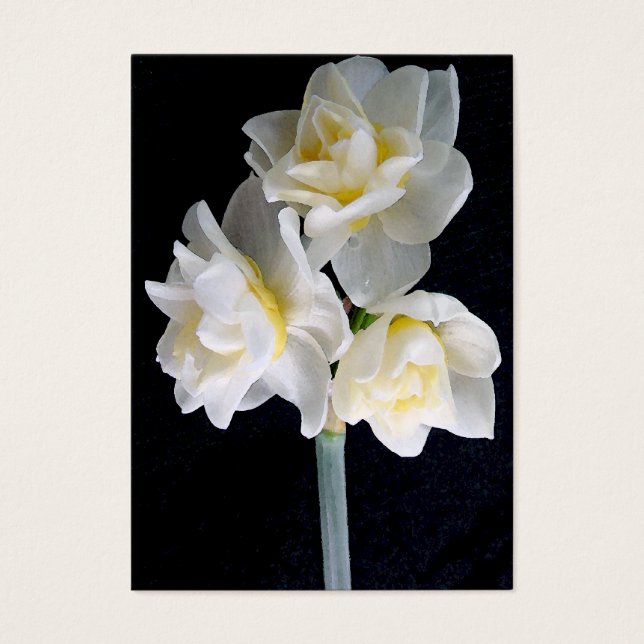 Flor Jonquil - Tarjeta de tracto Ecclesiastes 3:1  (Frente)