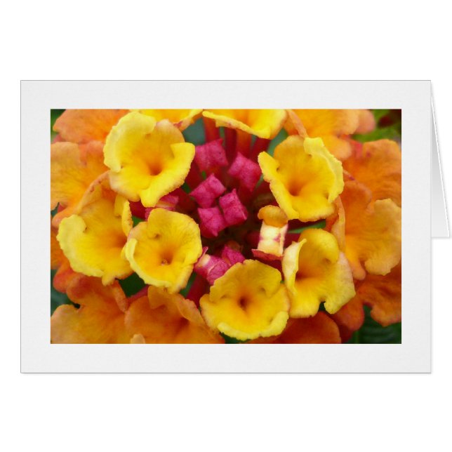 Flor Lantana II - Borde (Anverso (Horizontal))