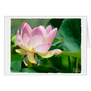 Flor Lotus/Arte Floral/