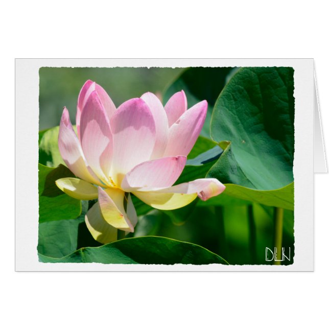 Flor Lotus/Arte Floral/ (Anverso (Horizontal))