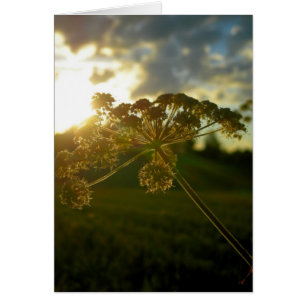 Flor madrugada